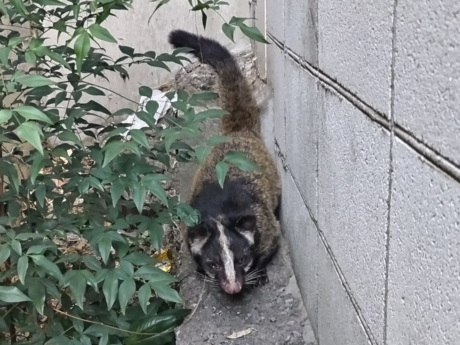 ハクビシン
